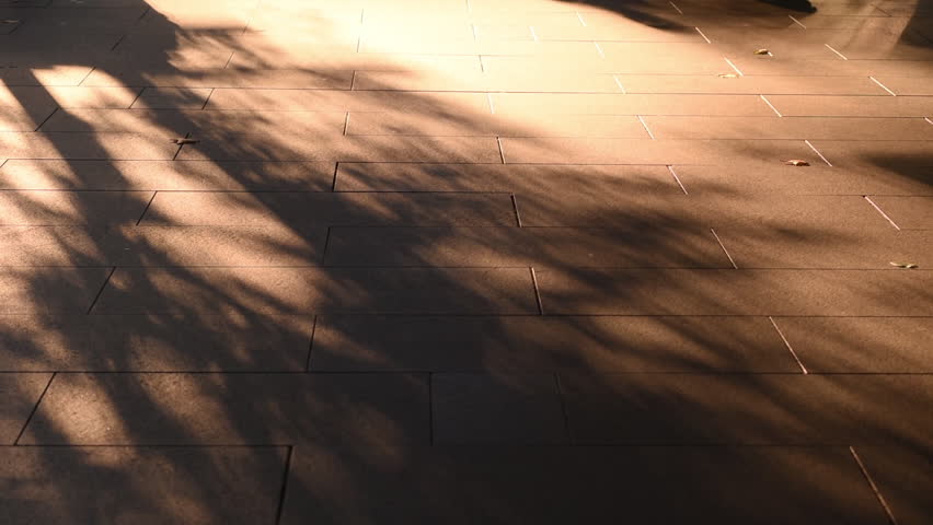 Shadows walking agains the beutiful sunset lit sidewalk as the trees shimmer in the urban landscape.