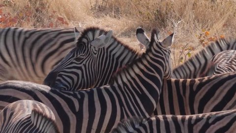 Burchell's zebra shaking head up and down with herd in wildlife reserve