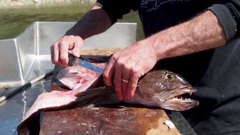 Cleaning halibut on the dock