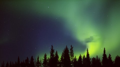 yellow green midnight aurora over the forest