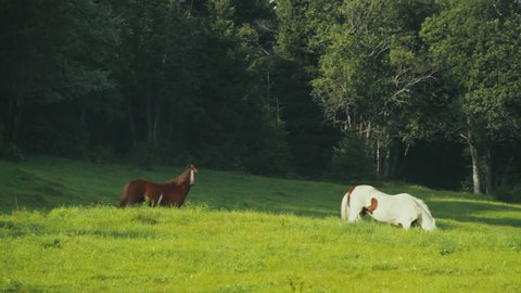some horses grazing in a field in the vicinity of a forest. Stockholm, Sweden.