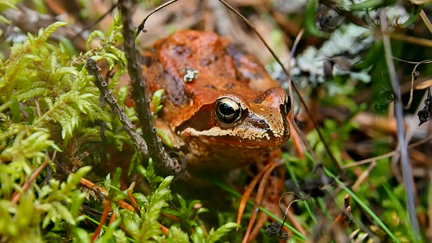 Toad hides in the vegetation. Amphibian amphibian in the wild. 