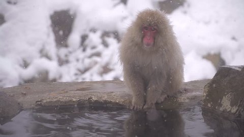 Japanese macaque or snow Japanese monkey with onsen at snow monkey park or Jigokudani Yaen-Koen in Nagano, Japan during the winter season