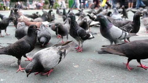 Large group of pigeons walking and bobbing their heads and pecking at the ground looking for food in New York City. Cars, people, and bicycles passing in the background in midtown Manhattan.