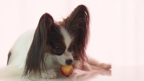 Papillon is eating a small red apple slow motion stock footage video