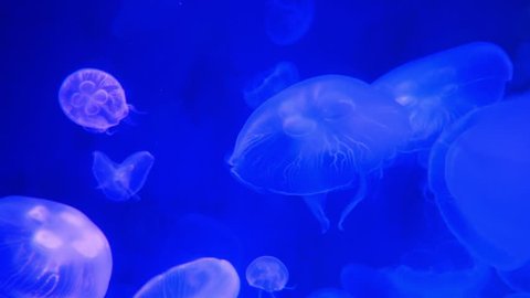 Close-up Jellyfish, Medusa in fish tank with neon light. Moon Jellyfish is free-swimming marine coelenterate with a jellylike bell- or saucer-shaped body that is typically transparent.
