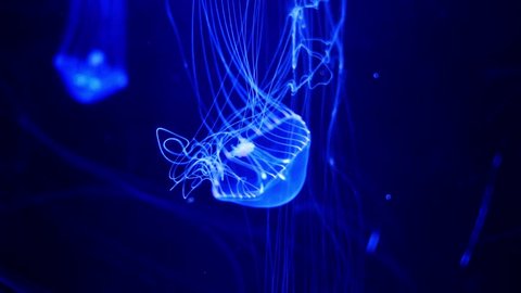 Close-up Jellyfish, Medusa in fish tank with neon light. Jellyfish is free-swimming marine coelenterate with a jellylike bell- or saucer-shaped body that is typically transparent.
