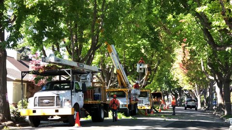 Alameda, CA - September 20, 2018: City trucks as crews thin the liquid amber trees on residential a street. Thinning the canopy on trees increases air and sunlight, resulting in fewer disease problems