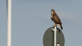 Buzzard (buteo buteo) sitting on traffic sign, wild wheel - wildlife - 4K/HD stock video
