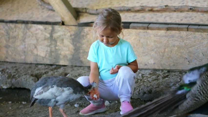 Cute child girl feeding guinea fowl from hands. Preschool girl with farm animal.