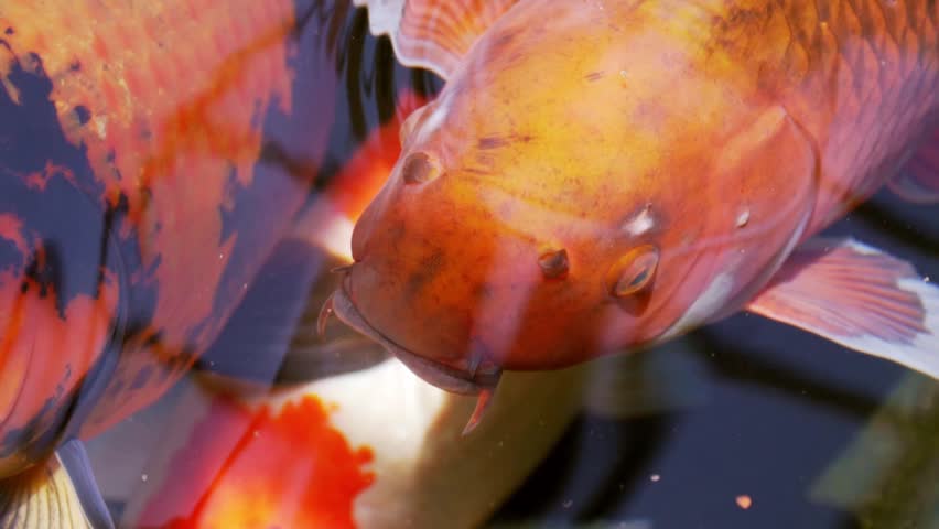 HD Slow Motion of two fancy carps opening mouths like singing. Close up of Koi fishes open mouth for feeding.