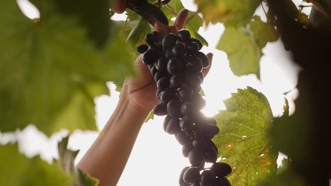 A female hand cuts a large clusters of dark grapes against a background of sunlight Video stock