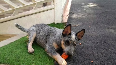 Puppy of Australian Cattle Dog Blue Heeler eating carrot in interior of Rio de Janeiro Brazil