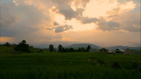 4K Time lapse Sunset and cloud movement over the green paddy field / rice field fram in the evening at countryside in Chiangmai, Thailand