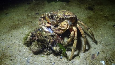 Nutrition Of Green Crab Or Video De Stock 100 Libre De Droit Shutterstock