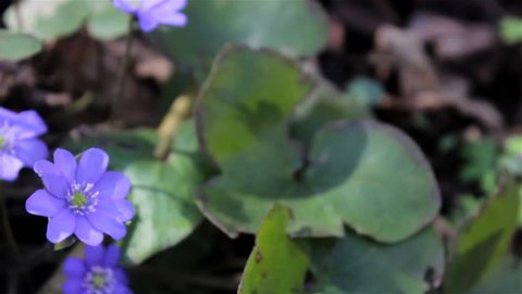 flowers spring blue Hepatica nobilis,the first flowers of Hepatica nobilis grows in the woods