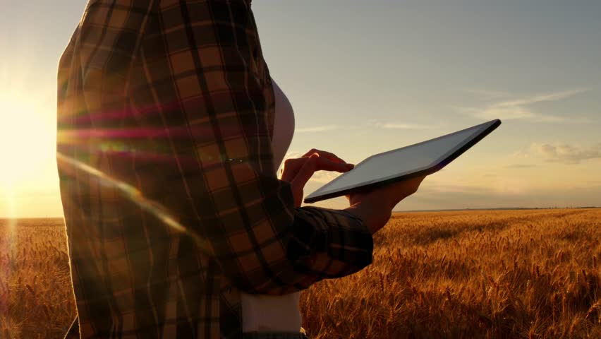 Girl farmer in plaid shirt in wheat field on sunset background. The girl uses a tablet, plans to harvest. Circular motion of the camera. Royalty-Free Stock Footage #1016705047
