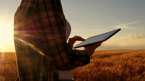 Girl farmer in plaid shirt in wheat field on sunset background. The girl uses a tablet, plans to harvest. Circular motion of the camera.