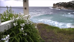 Flowers by the sea, Sydney Australia