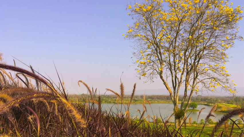 The view of flowering grass and trees with yellow flowers.