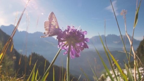 Butterfly sitting on a flower with mountains in the background.