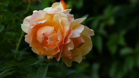 Стоковое видео: Double garden rose 
