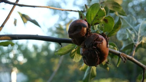Rotten apples lie on the tree in the garden