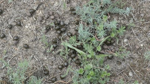 Step on poop Stock Video Footage - 4K and HD Video Clips | Shutterstock