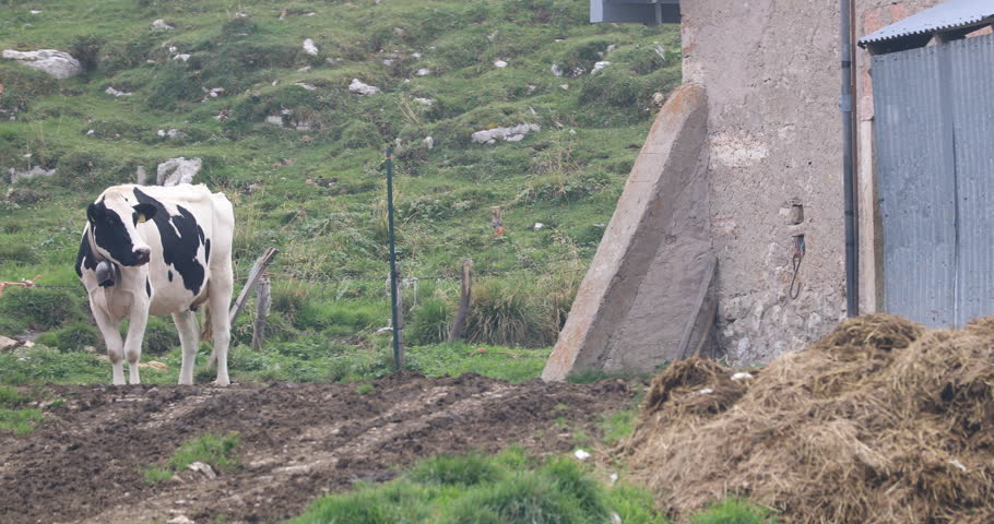 cow out of the barn,  The Lessinia Regional Natural Park
