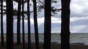 trunks of pines on the background of the sea and sandy shore