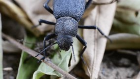 Closeup of a scarab beetle found in a garden of Dubai, United Arab Emirates (UAE), Middle East, Arabian Peninsula. 4k footage
 