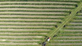 Aerial view of grapes harvest. Wine making industry - harvesting red grapes in autumn.  Flight over beautiful vineyards. 4K aerial video red grapes harvest vineyard.
