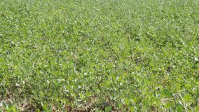 Green fields of clover Trifolium close-up 4K footage