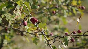Hawthorn Crataegus oxyacantha berries on the branch 4K footage