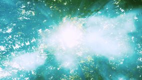 Mist drifts in lush green forest. Forest in smoke due to fire. Sunrays beautifully make their way through the smoke. Forest fire begins. Trees burning in the fire. Green forest with smoke rising. - Powered by Shutterstock - Get 15% off with code: PIKWIZARD15