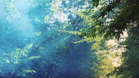 Foggy forest. Mist drifts in lush green forest. Forest in smoke due to fire. Sunrays beautifully make their way through the smoke. Trees burning in the fire. Green forest with smoke rising. - Powered by Shutterstock - Get 15% off with code: PIKWIZARD15