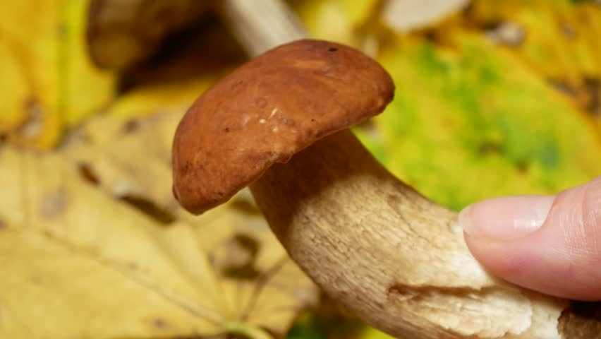 brown cap mushrooms