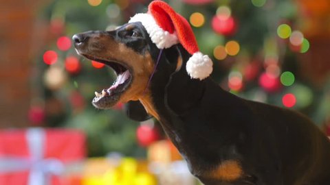 a funny dog of the Dachshund breed in the Santa Claus hat sits next to the presents, in the background a festive Christmas tree