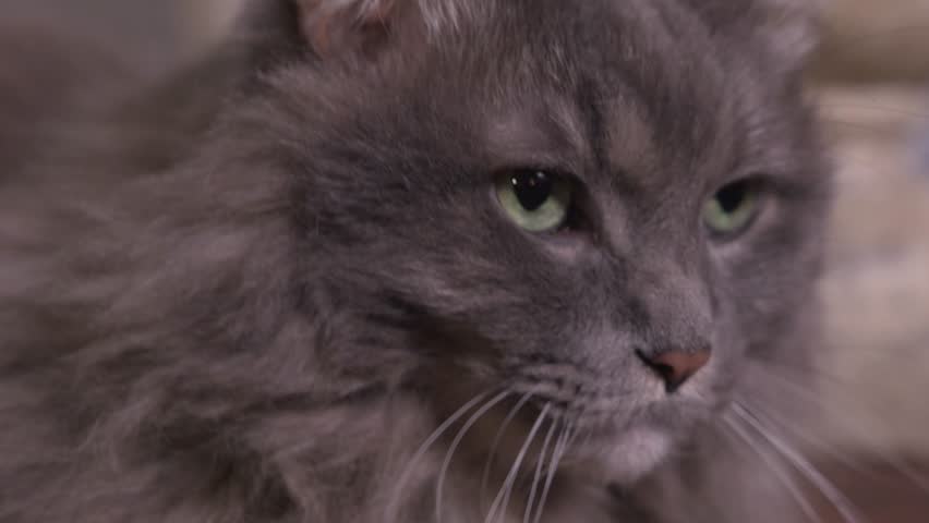 grey fluffy cat lays down on Stock Footage Video (100% Royalty-free ...