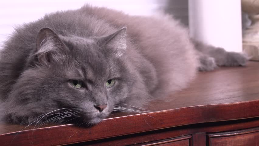 grey fluffy cat