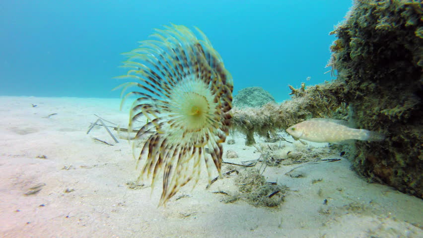 Actinia anemona opened under water for food