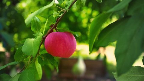 Agriculture. Harvesting. Ripe juicy red apple hanging on a tree branch among green leaves, orchard