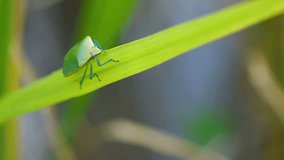 Slow motion video of macro stink bug on green rice plant in paddy field at countryside in Chiangmai, Thailand (High Speed Video)