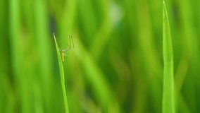 Slow motion video of macro  spider walking on green rice plant in paddy field at countryside in Chiangmai, Thailand (High Speed Video)