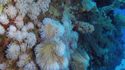 Soft Gonoiopora Leather corals growing on  60 year old shipwreck in Red Sea, Egypt.