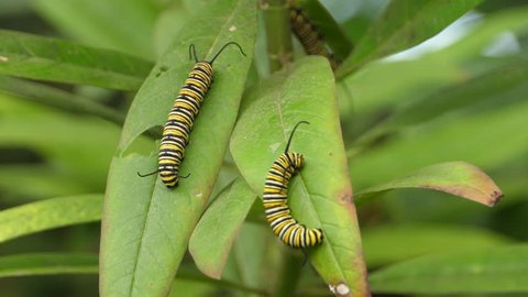 Two Monarch butterfly caterpillars hanging on a leaf, eating the leaf.  Head and antenna move, legs are wrapped around leaf stem.