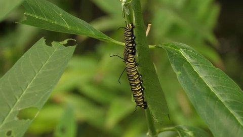 Two Monarch butterfly caterpillars hanging on a leaf, eating the leaf.  Head and antenna move, legs are wrapped around leaf stem. 