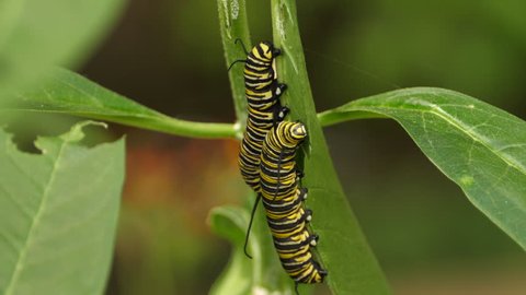 Two Monarch butterfly caterpillars hanging on a leaf, eating the leaf.  Head and antenna move, legs are wrapped around leaf stem.