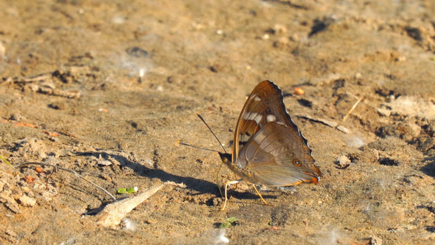 Butterfly with proboscis on brown ground. Vanessa atalanta
