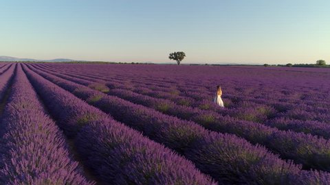 Aerial - Young woman in a white dress walking in lavender field near Valensole at sunset Stock Video